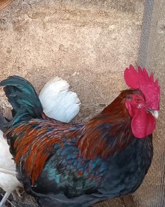 Gallo Marans 10 mesi riproduttore