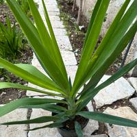 Piante yucca