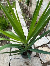 Piante yucca