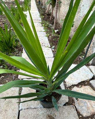 Piante yucca