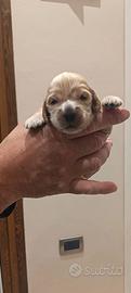Cuccioli di cocker spaniel