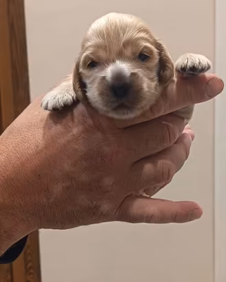 Cuccioli di cocker spaniel