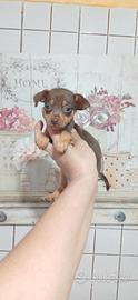 Pincher mini toy chocolat