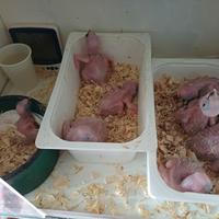 Pulli di Ara Ararauna, Amazzone Fronte Gialla