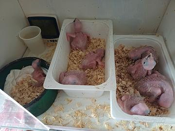 Pulli di Ara Ararauna, Amazzone Fronte Gialla