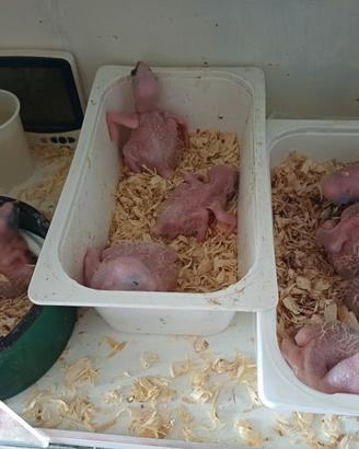 Pulli di Ara Ararauna, Amazzone Fronte Gialla