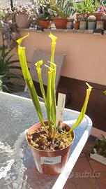 Sarracenia goldie x self