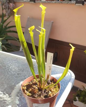 Sarracenia goldie x self