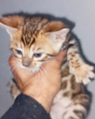 Bengala
