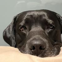 Splendido Labrador nero disponibile per monta