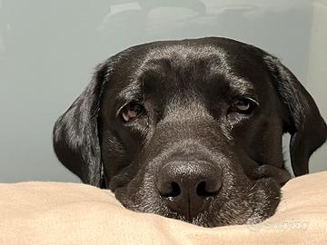 Splendido Labrador nero disponibile per monta