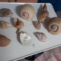 10 Conchiglie grandi del Mediterraneo
