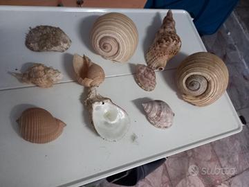 10 Conchiglie grandi del Mediterraneo