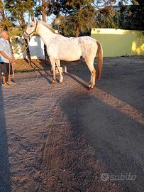 Cavalla