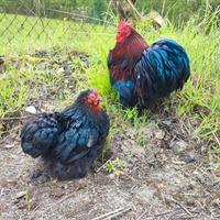 Coppia cocincina nana