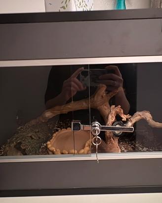Teca per rettili