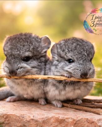 Cincillà carrier royal persian angora/black pearl