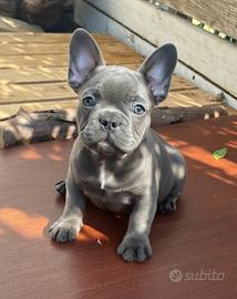 Bulldog francese