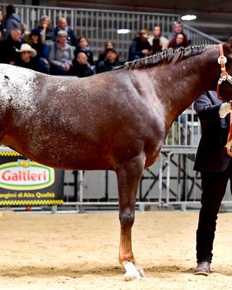 Appaloosa