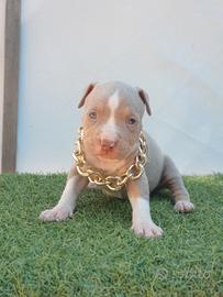 Pitbull tricolor e blue