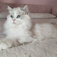 Scottish fold e Highland Straight