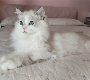 Scottish fold e Highland Straight