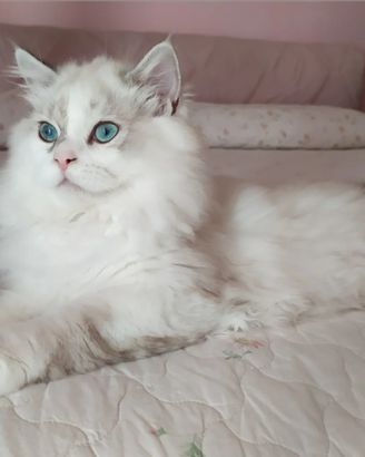 Scottish fold e Highland Straight