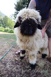 Agnello muso nero del vallese