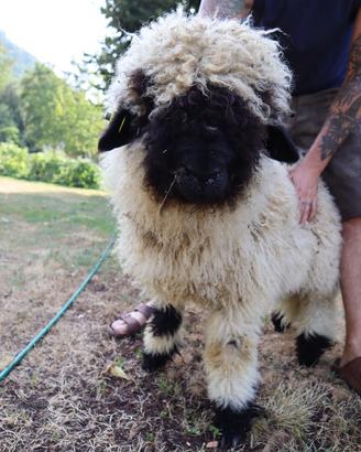 Agnello muso nero del vallese