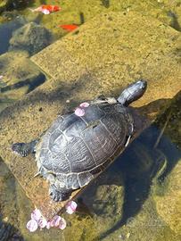 N2 tartarughe d'acqua già svezzate