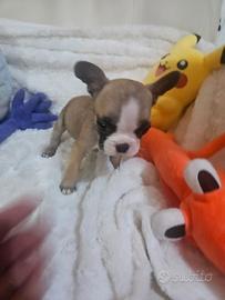 Bulldog francese