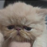 Persiano cuccioli gattini persiani