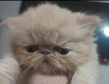 Persiano cuccioli gattini persiani