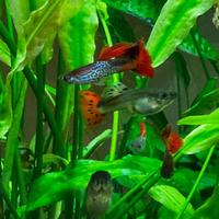Guppy acquario