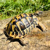 Tartarughe di terra Hermanni Boetgeri Fonte C