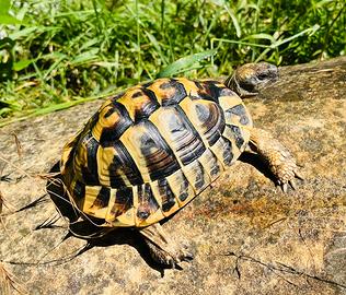 Tartarughe di terra Hermanni Boetgeri Fonte C