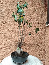 pianta ficus microcarpa