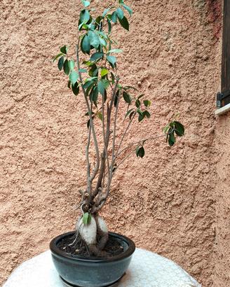pianta ficus microcarpa