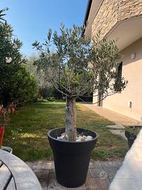 Pianta di ulivo in vaso