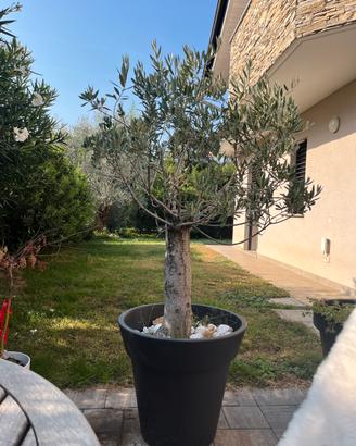 Pianta di ulivo in vaso
