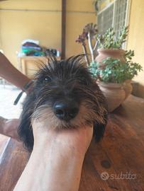 Ultima cucciola di bassotto pelo duro disponibile