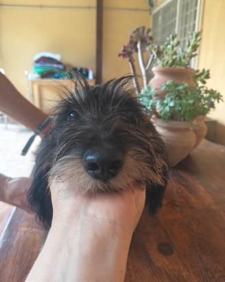 Ultima cucciola di bassotto pelo duro disponibile