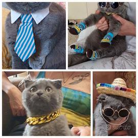 Accessori Trasportino Cani Gatto