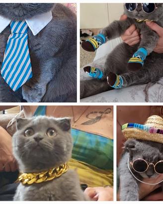 Accessori Trasportino Cani Gatto