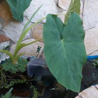 piante di colocasia acquatiche 