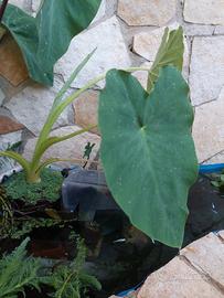 piante di colocasia acquatiche 