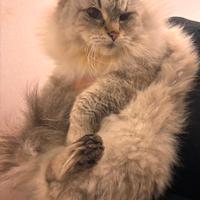 Gatta siberiana 3 anni