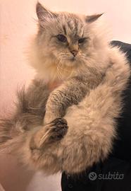 Gatta siberiana 3 anni