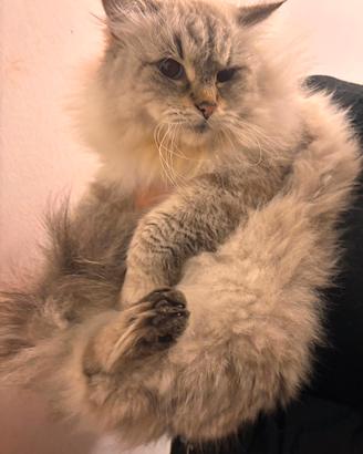 Gatta siberiana 3 anni