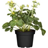 piante di fragola ben radicate